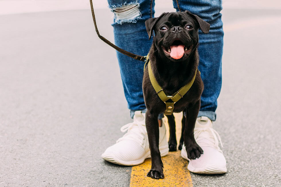 6 Perks of Opting for a Professional Dog Poop Scoop Service