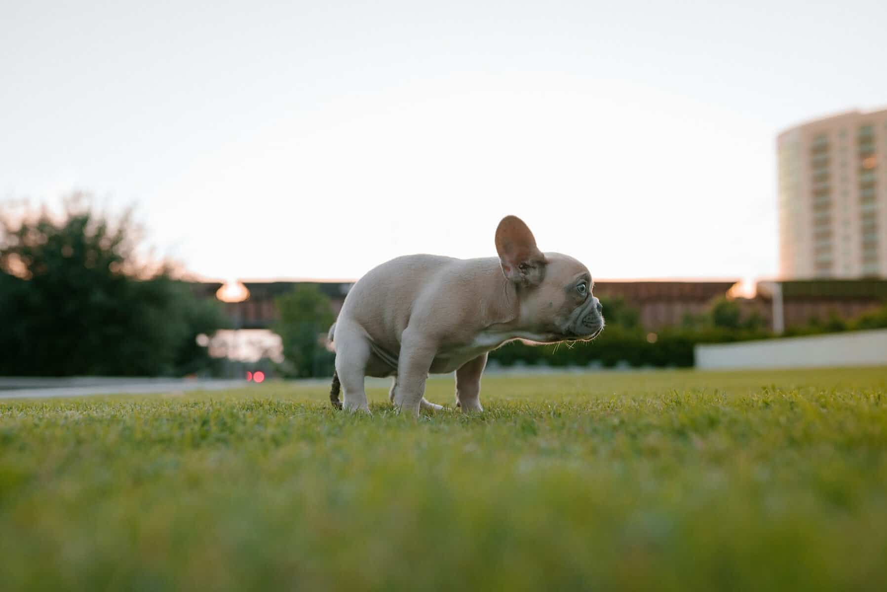 What Apartment Complex Pet Waste Removal Does for Resident Happiness