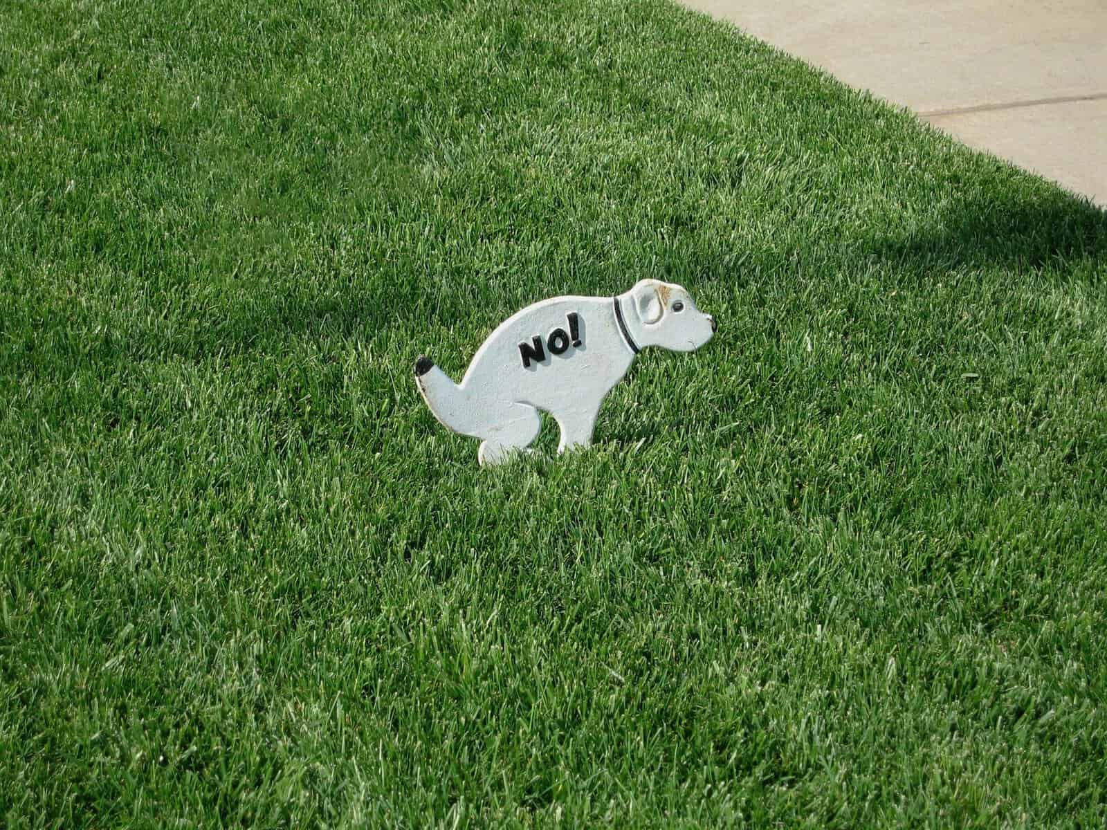 Hidden Health Risks of Skipping Dog Poop Scooping in Cincinnati