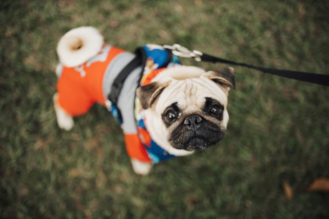 The Surprising Clues Your Dog’s Poop Can Reveal About Their Health