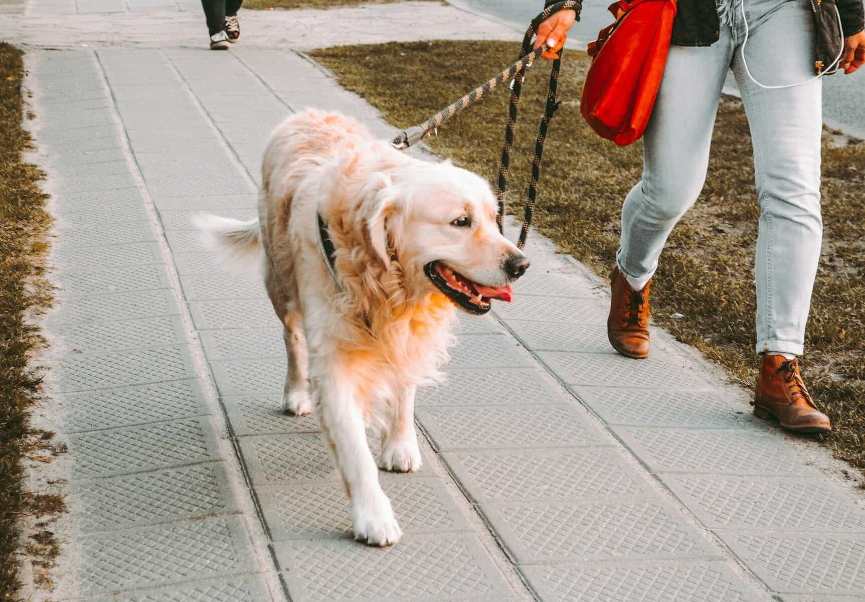 Choosing a Dog Walking Service in Cincinnati with Cleanup Included