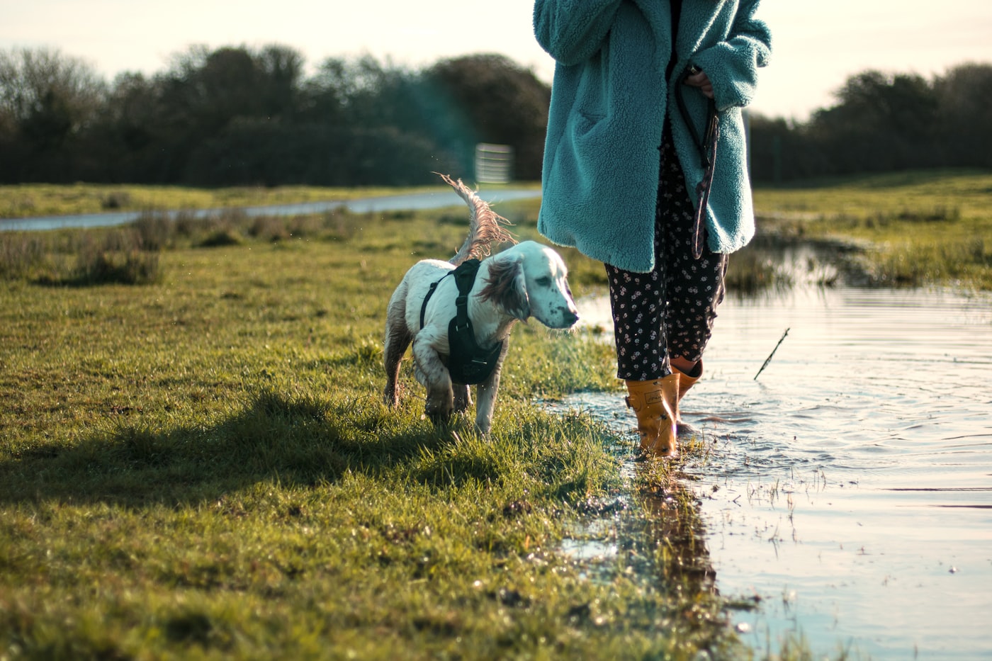 Dog and owner in rain boots walking beside standing rainwater on a green Ohio field after a storm, the kind of runoff that carries pet waste toward storm drains