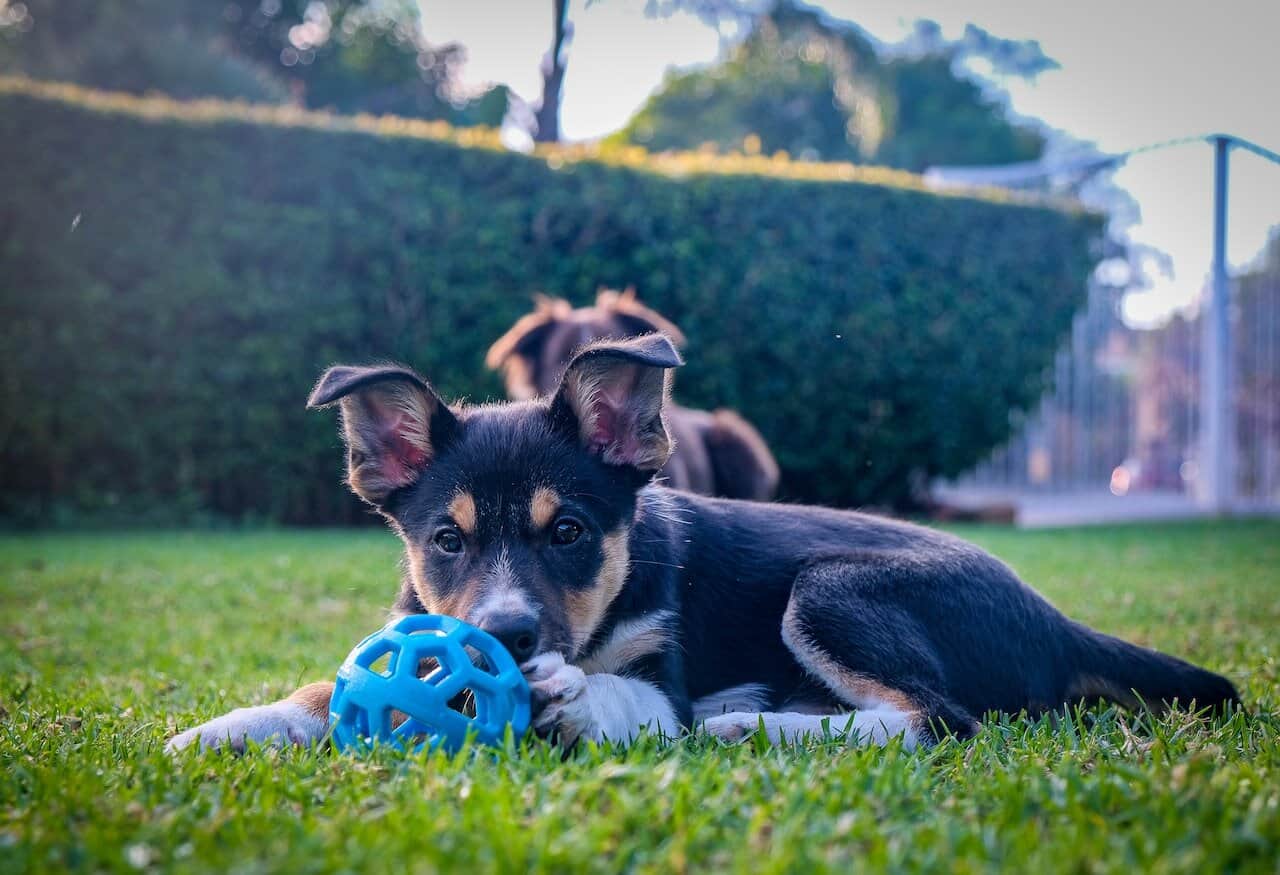 How You Can Keep Your Backyard Clean with a Dog Waste Station