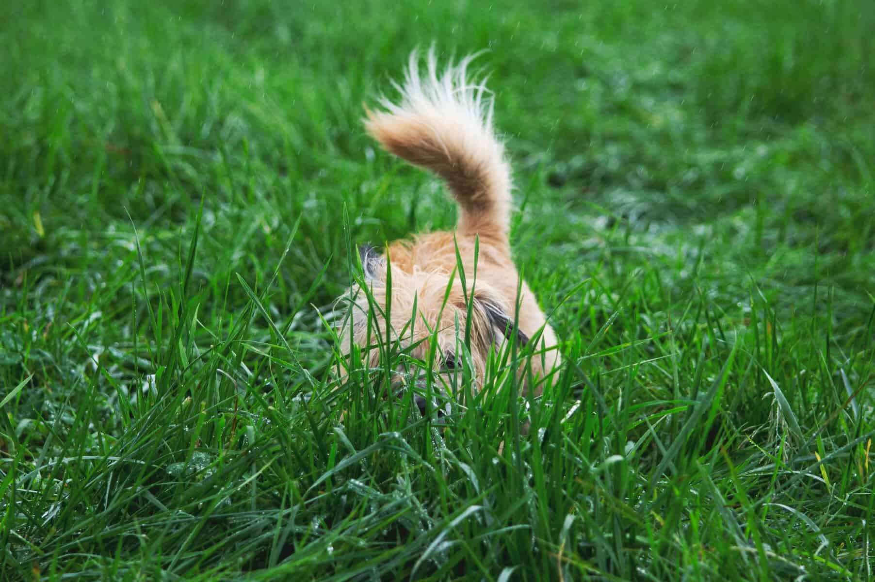 Should You Hire a Yard Poop Scooping Service for Summer Entertaining