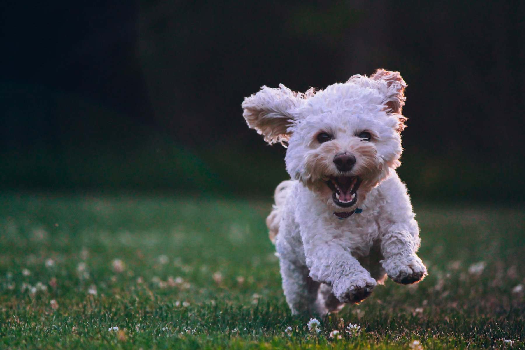 5 Reasons to Immediately Clean Up Your Dog’s Waste
